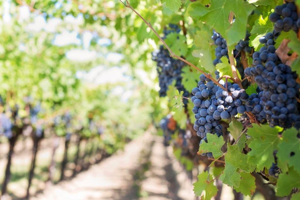 vignes Pyrénées orientales