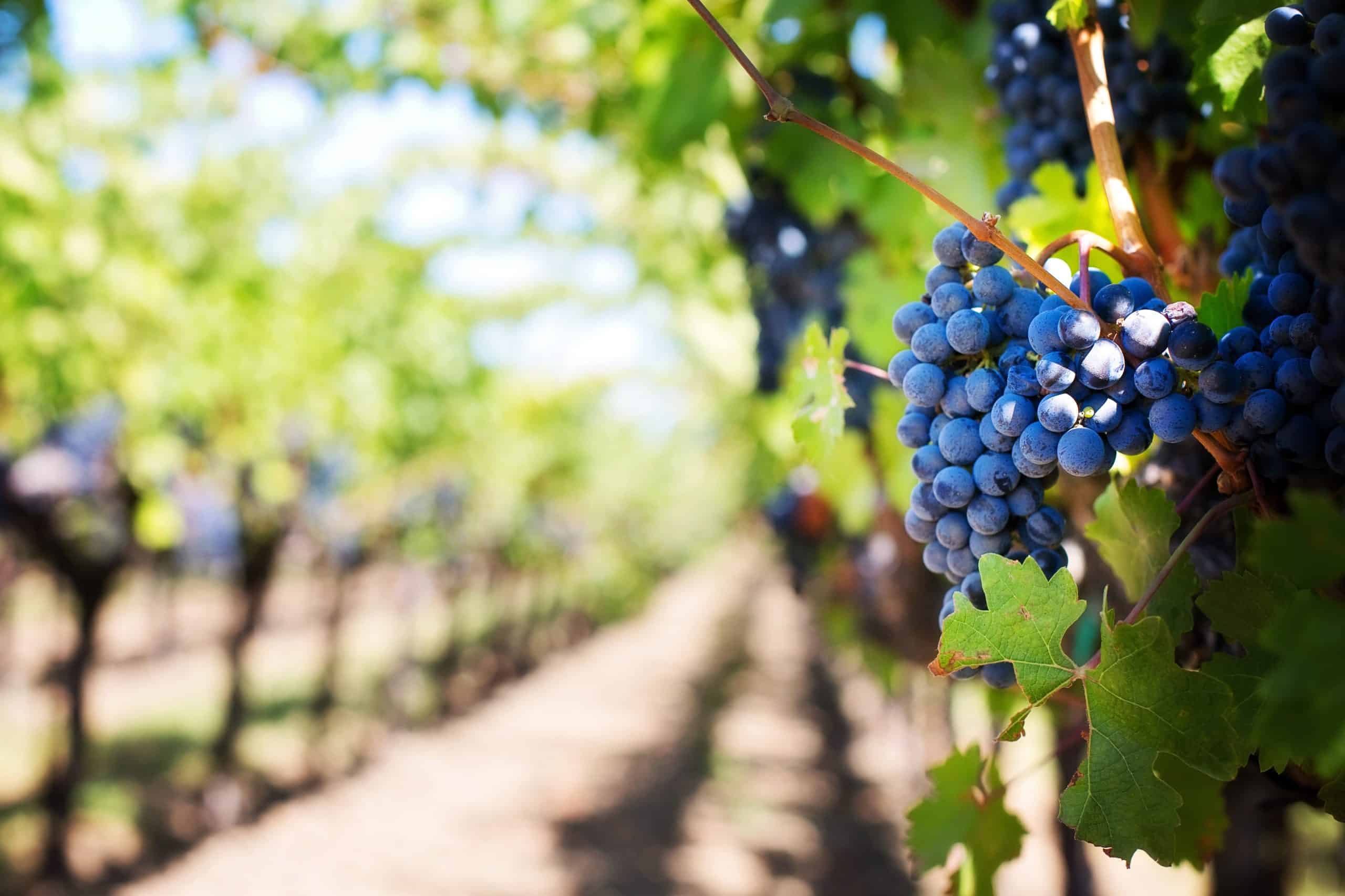 vignoble près de Barcares